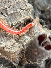 Strigamia bothriopus