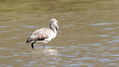 Phoenicopterus chilensis