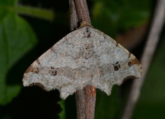 Macaria alternata