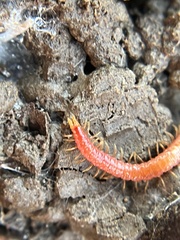 Strigamia bothriopus