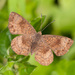 Fatal Metalmark - Photo (c) Greg Lasley, some rights reserved (CC BY-NC), uploaded by Greg Lasley