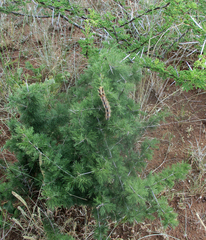 Asparagus suaveolens