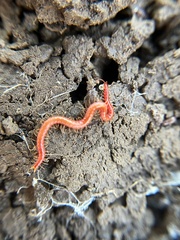 Strigamia bothriopus