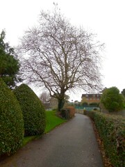 Platanus × hispanica