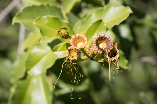Lafoensia vandelliana, photograph 4
