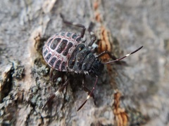 Halyomorpha halys
