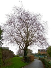 Platanus × hispanica