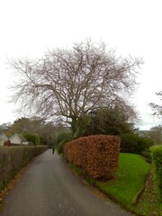 Platanus × hispanica