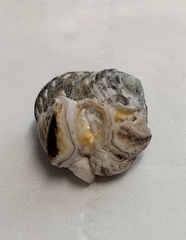 Nanostrea pinnicola