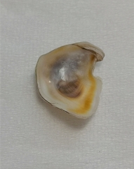 Nanostrea pinnicola