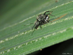 Camponotus arboreus