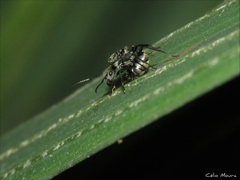 Camponotus arboreus