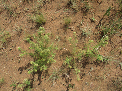 Vahlia capensis image