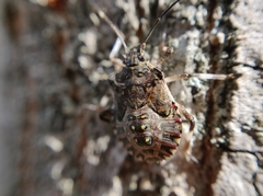 Halyomorpha halys