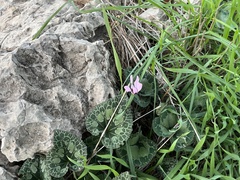 Cyclamen persicum