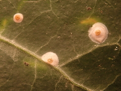 Aspidiotus hedericola
