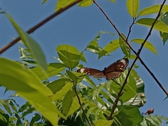 Euploea crameri