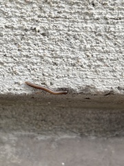 Brachyiulus