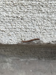 Brachyiulus
