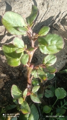 Trianthema portulacastrum