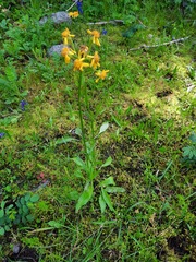Packera streptanthifolia