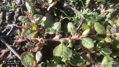 Trianthema portulacastrum