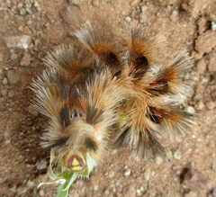 Phiala