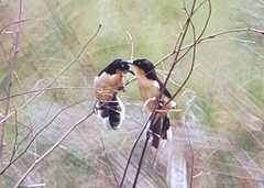 Donacobius atricapilla