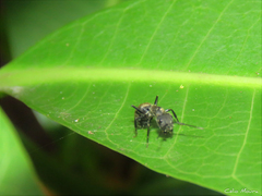 Camponotus arboreus