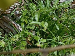 Junonia atlites atlites