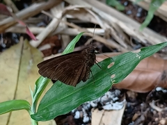 Ancistroides nigrita