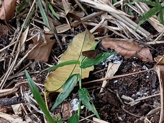 Ancistroides nigrita