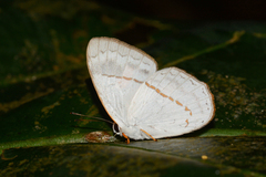 Euselasia archelaus