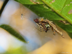 Nihonhimea tesselata
