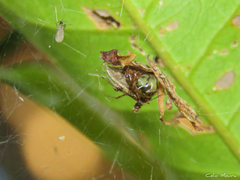 Nihonhimea tesselata