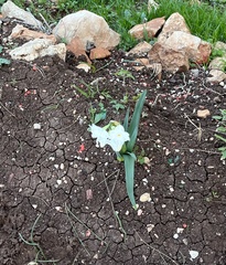 Narcissus papyraceus