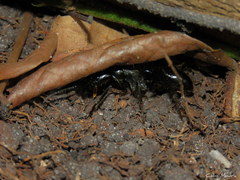 Dinoponera quadriceps