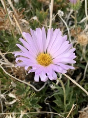 Xylorhiza