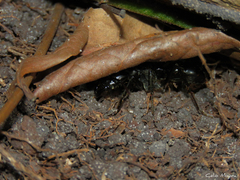 Dinoponera quadriceps