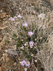 Xylorhiza