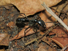 Dinoponera quadriceps