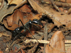Dinoponera quadriceps