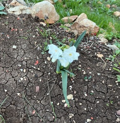 Narcissus papyraceus