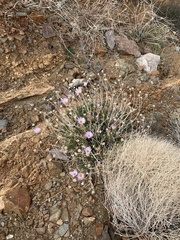 Xylorhiza