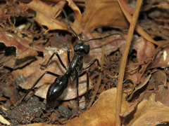 Dinoponera quadriceps