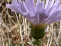 Xylorhiza