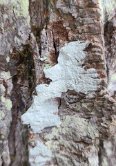 Lecanora caesiorubella