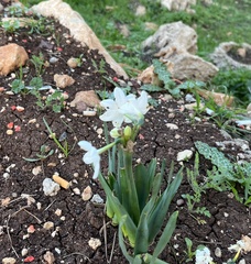 Narcissus papyraceus