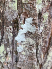 Lecanora caesiorubella