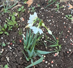 Narcissus papyraceus